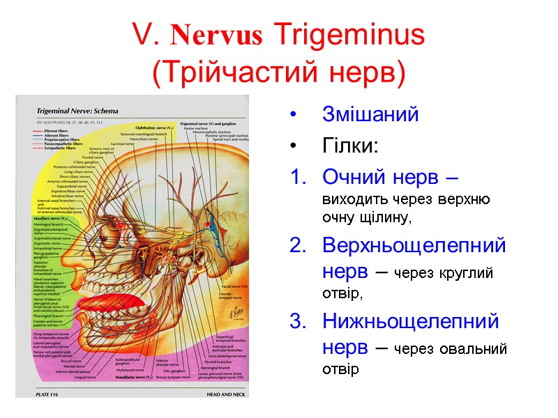 V. Nervus Trigeminus (Трійчастий нерв) Змішаний Гілки: Очний нерв – виходить через верхню очну